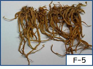 Saccharomyses cerevisiae MG111, Fermented A. Hookeri roots (lab scale)