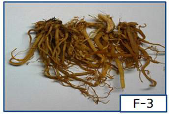 Enterococcus faecium MG89, fermented A. Hookeri roots