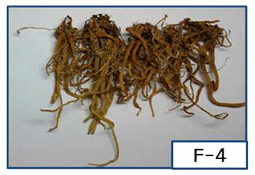 streptococcus thermophilus MG 510, fermented A. Hookeri roots