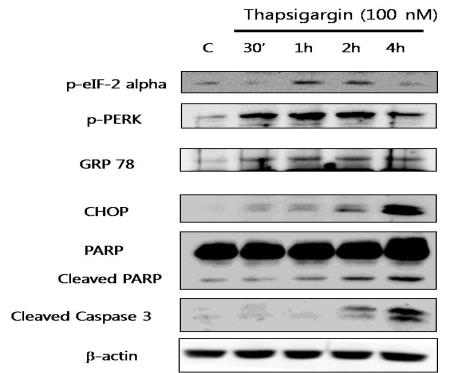ER stress and apoptosis related protein expression in thapsigazine-induced HIT-T15 cells