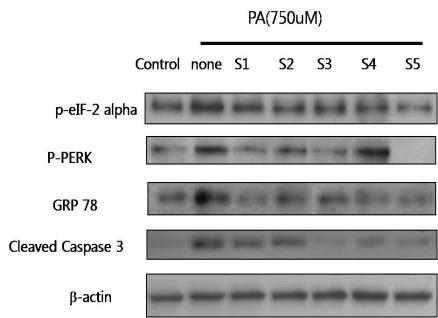 Effects of hot water extract of aged Allium hookeri root on ER stress and apoptosis related protein expression in thapsigazine-induced HIT-T15 cells