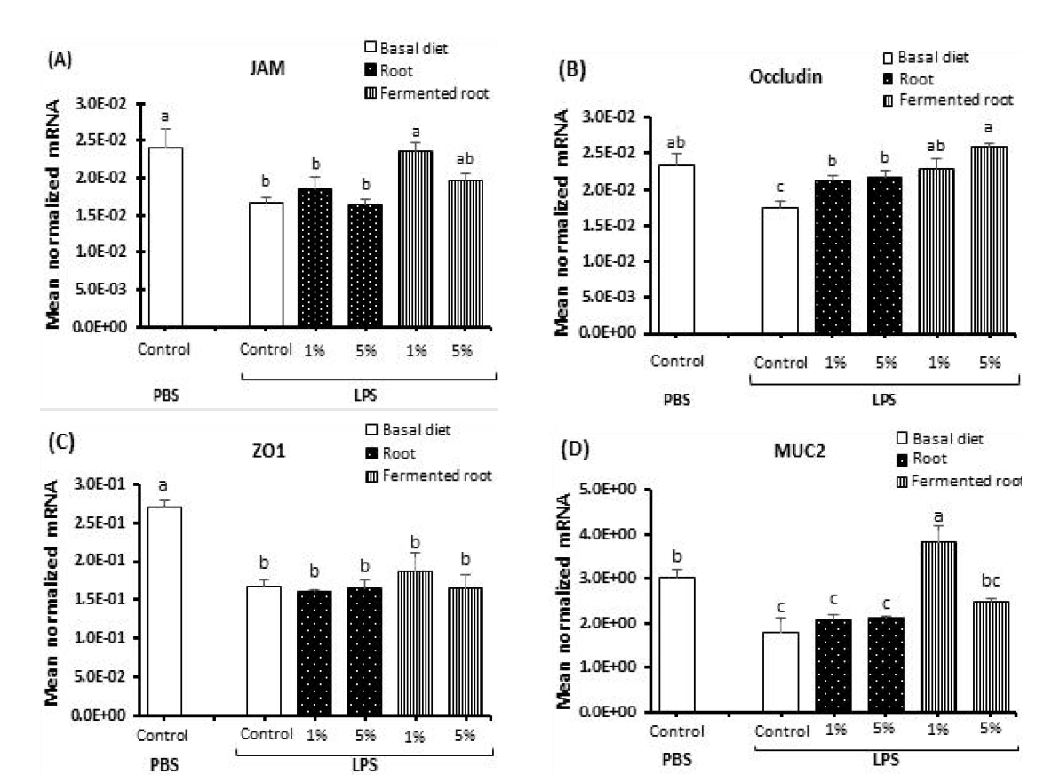 Effects of dietary A. hookeri root or fermented root on the levels of transcripts of intestinal tight junction proteins and mucin