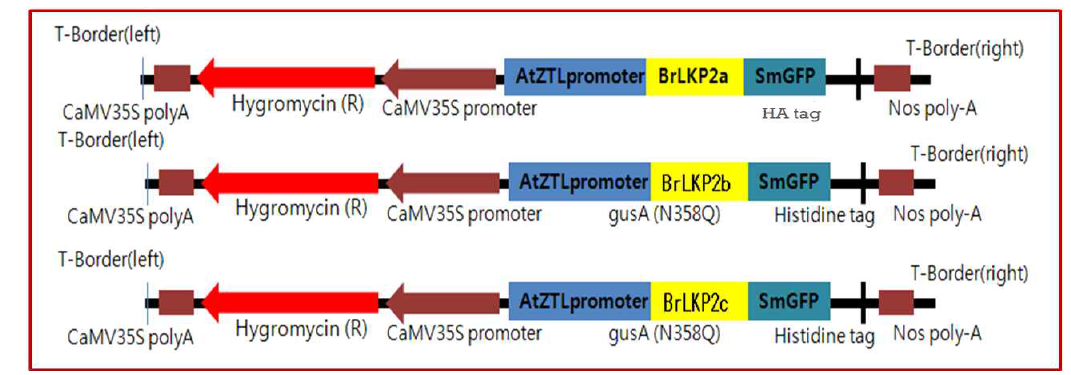 BrLKP2 유전자 기능 분석용 벡터 제작
