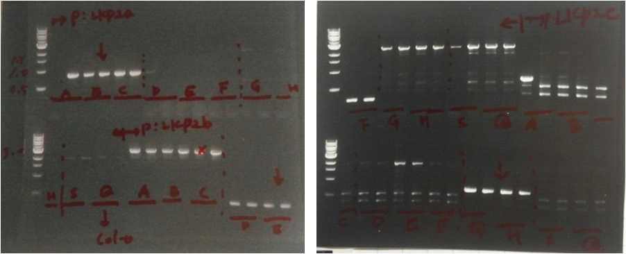 BrLKP2a,b,c 유전자 형질전환 애기장대의 genotype 확인