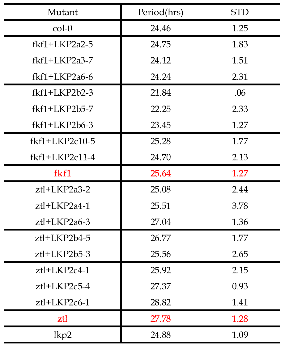 애기장대 형질전환체의 일일주기 분석