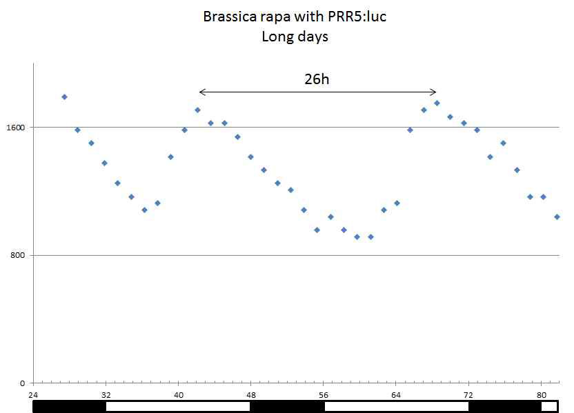 PRR5 프로모터를 이용한 배추의 생체리듬 주기 측정