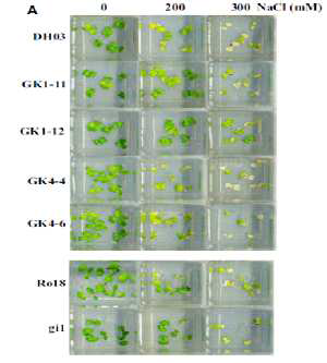형질전환 배추와 gi 변이체 배추의 염저항성 관찰