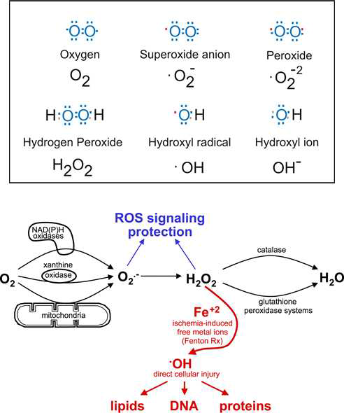 체내의 활성 산소 생성과 이에 따른 피부 손상
