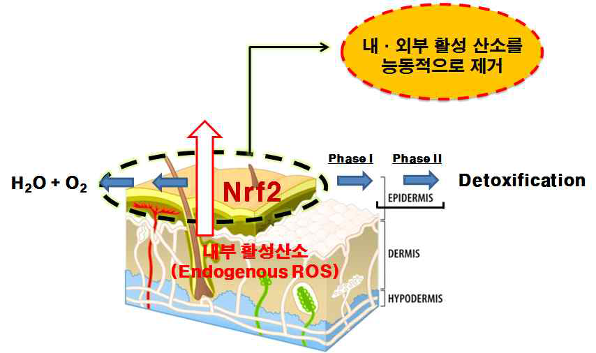 Nrf2의 활성을 통한 항노화 화장품의 개념