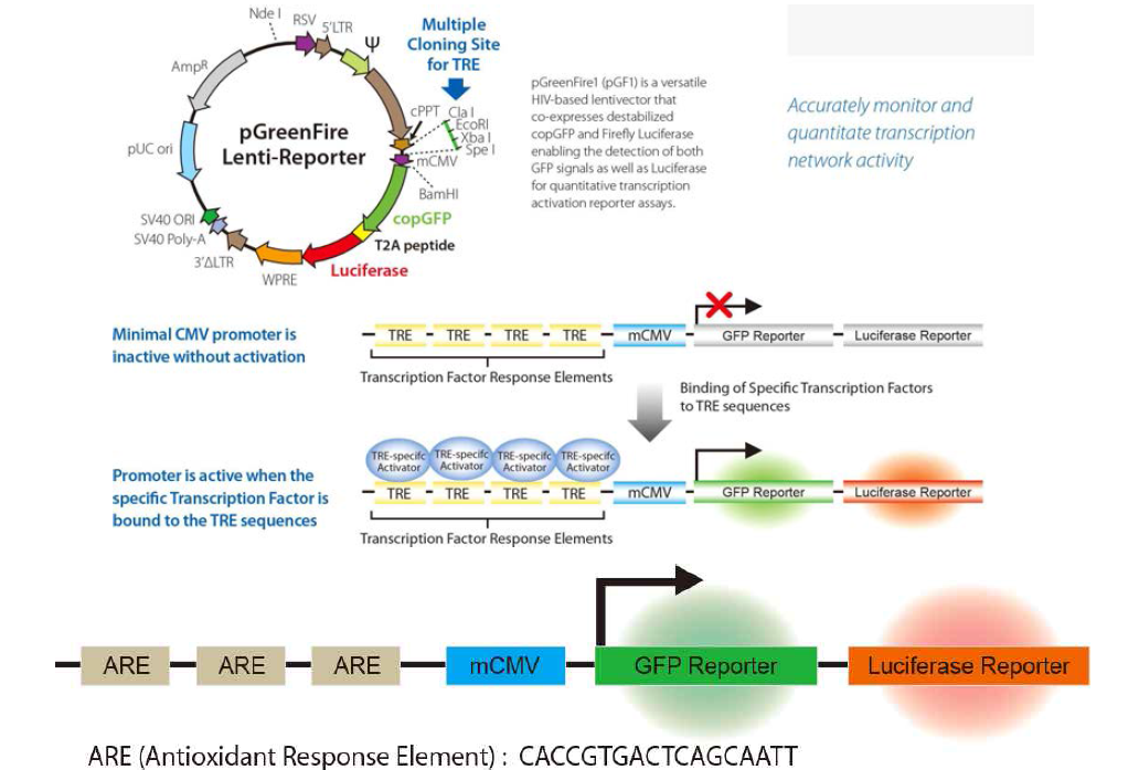 pGreenFire vector를 이용한 HaCaT-GFP-luciferase 세포주 확립