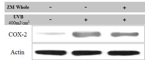 Effect of extract from Zostera marina(ZM) on UVB-induced COX-2 protein expression in HaCaT cells.