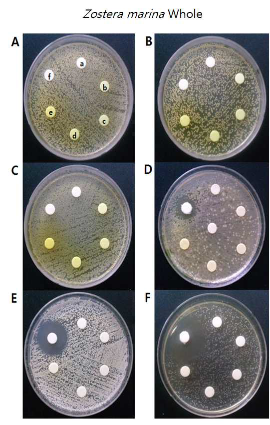 Antimicrobial activity of Zostera marina Whole extract.
