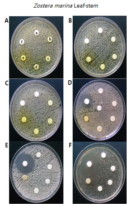 Antimicrobial activity of Zostera marina Leaf·stem extract.