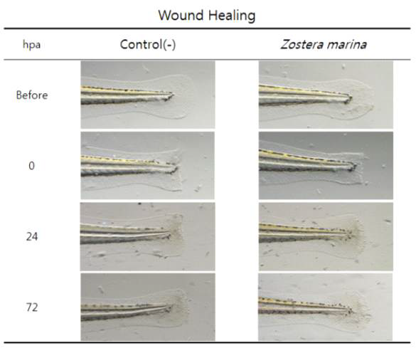 Wound healing effect of Zostera marina extract on zbrafish larvae. hours post amputation(hpa)