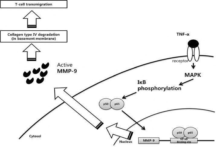 MMP-9 signaling 의한 염증반응