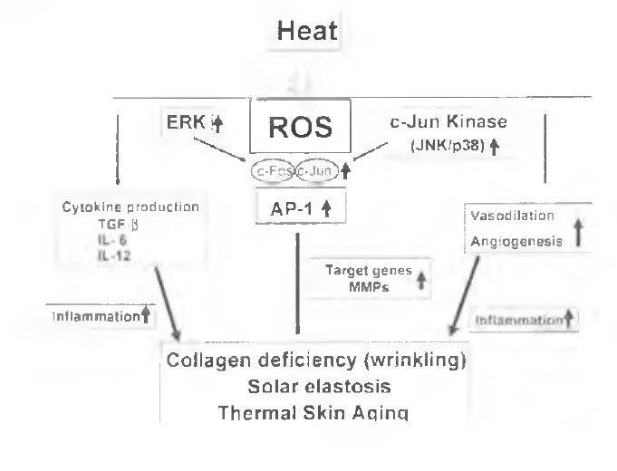 열에 의한 피부노화 기전