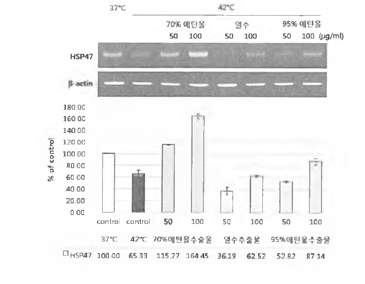 HSP47 발현 평가