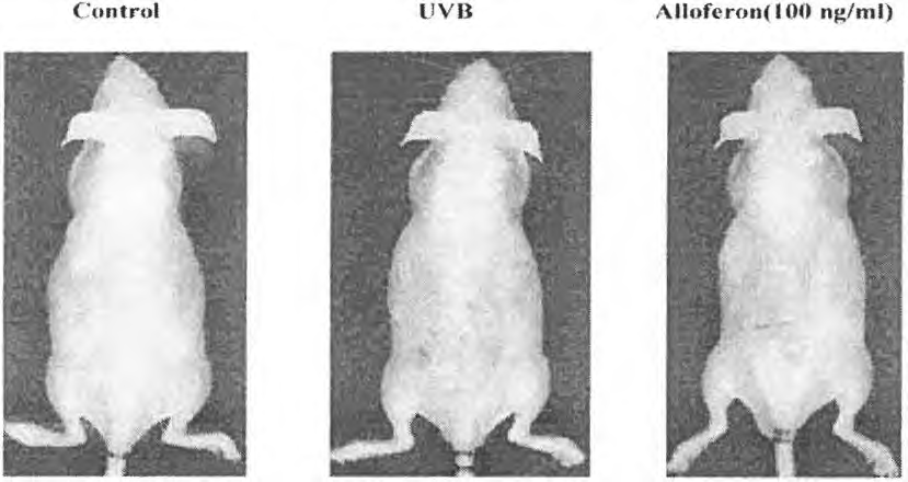 알비노 마우스에서 자 외 선 (UVB) 에 대한 alloferon의 피부손상 보호 효과