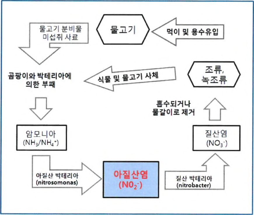 수중 질소순환 사이클