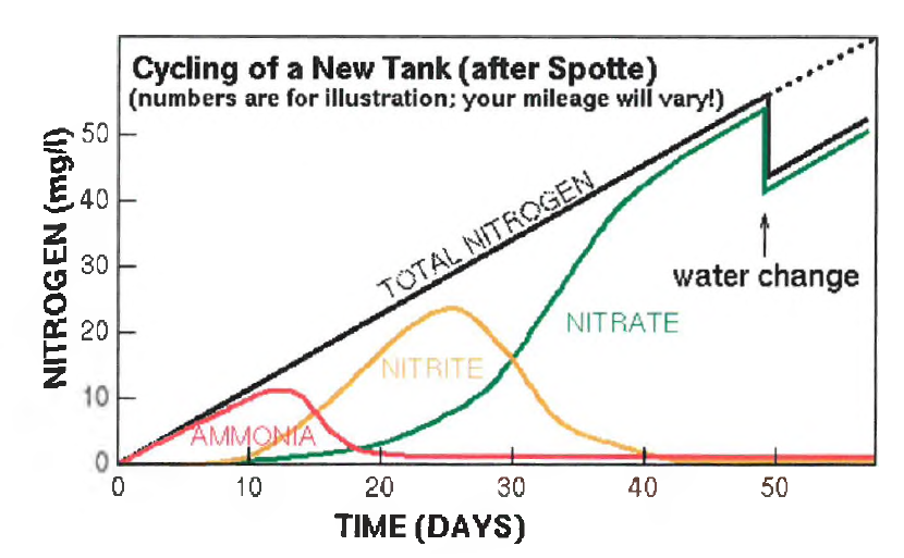 신규수조의 질소 순환