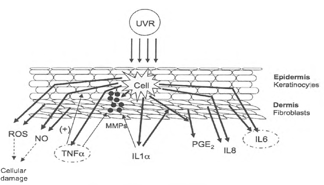U V 에 의한 두피 내 각질형성세포 자극 반응