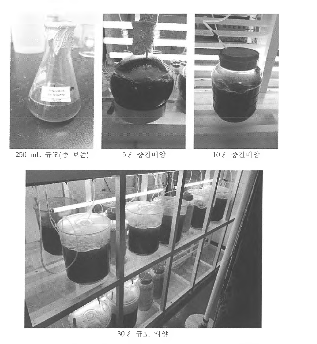 미세조류 Porphyridium cmenturn 대량 배양 과정