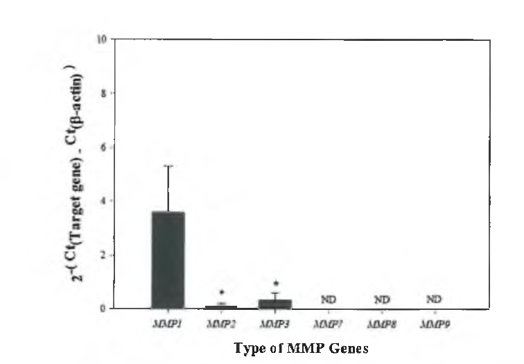 인간진피섬유아세포 친화적 3차원 스캐폴드 제작을 위해 사용되어질 crosslinker 제작을 위해 인간진피섬유아세포에서 matrix metalloproteinase (MMP) mRNA 발현 분석.