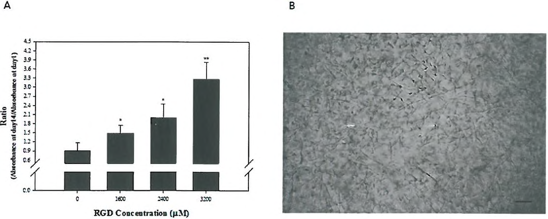 7.5% (w/ v) 4-arm PEG-based hydrogel내에서 인간진피섬유아세포 증식을 자극하는 RGD peptide 농도의 최적화.