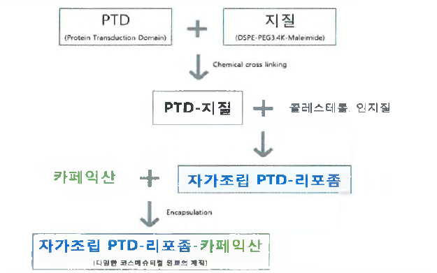 자가조립 PTD- 리포좀-카페익산의 시제품 제작 단계