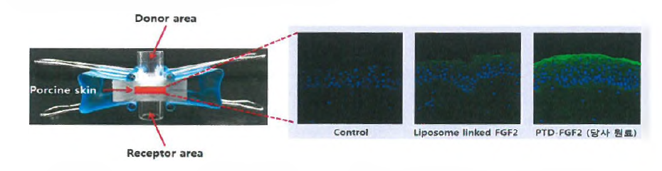 Franz cell diffusion system를 이용한 SP1-FGF2 경피투과능 평가