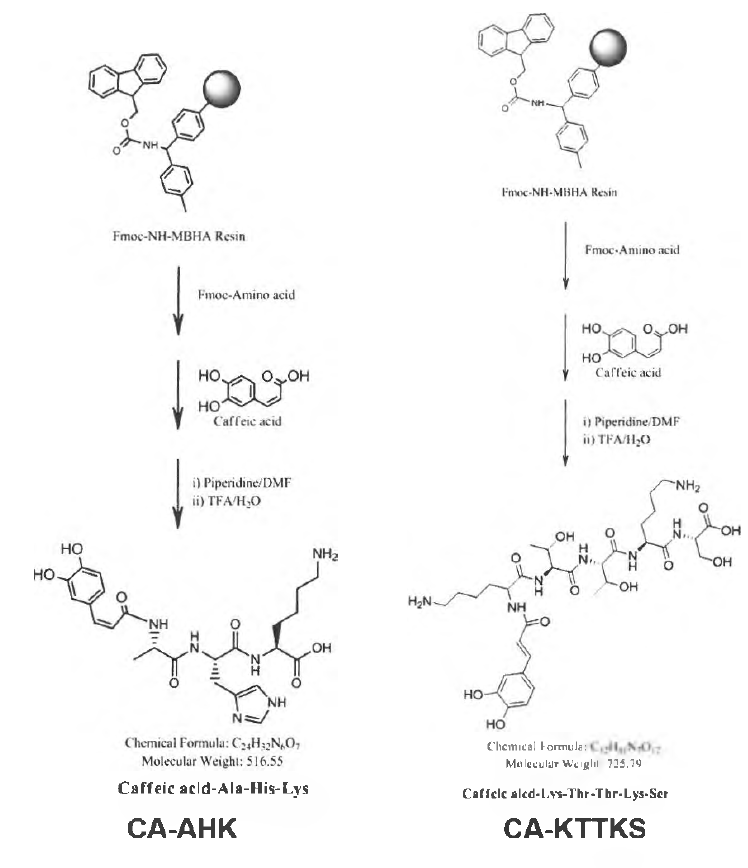 카페익산 유도체(CA-AHK, CA- KTTKS) 합성 경로