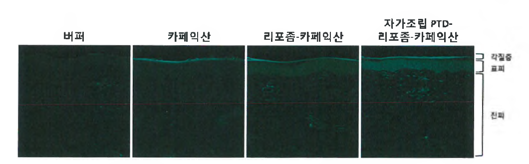 자가조립 PTD- 리포좀-카페익산의 경피투과능 비교 (자체 평가 결과)