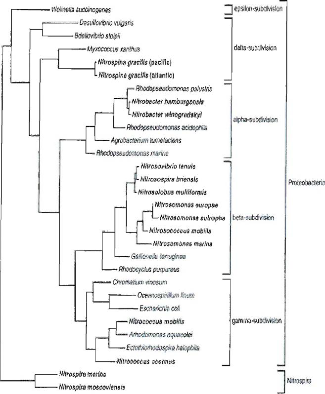 Phylogenetic tree showing relationship between the nitrifying bacteria