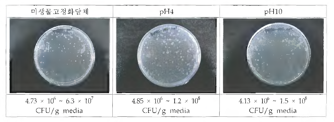 pH에 따른 미생물고정화담체의 미생물량 비교