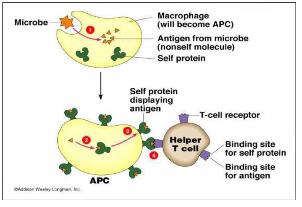 Macrophage의 T helper cell 활성화 기전