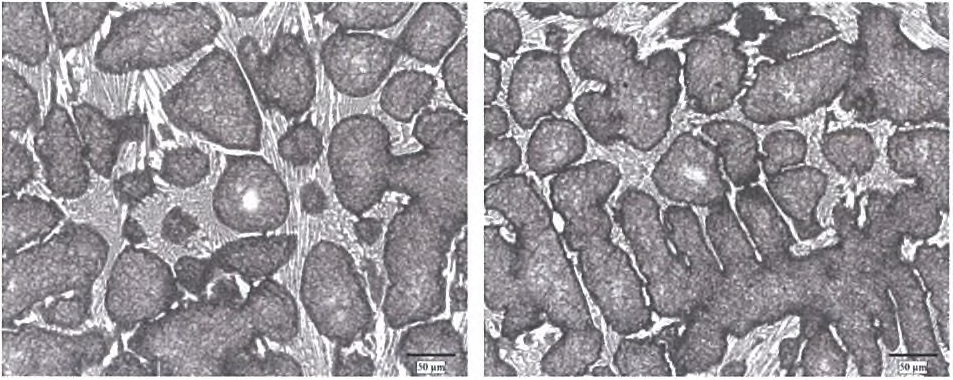 1.5%ZrO2-22%Cr(교반)- normalizing at 1000°C /5hr