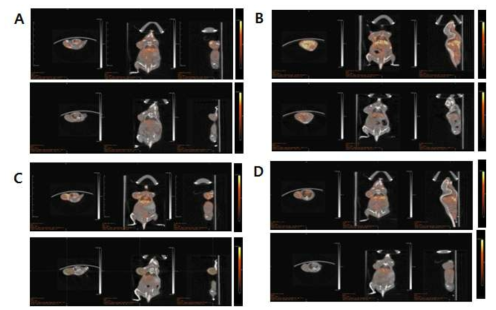 CD-20 발현 종양 모델의 시간에 따른 소동물용 PET 촬영 결과.