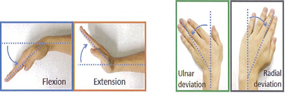 손목 관절의 움직임