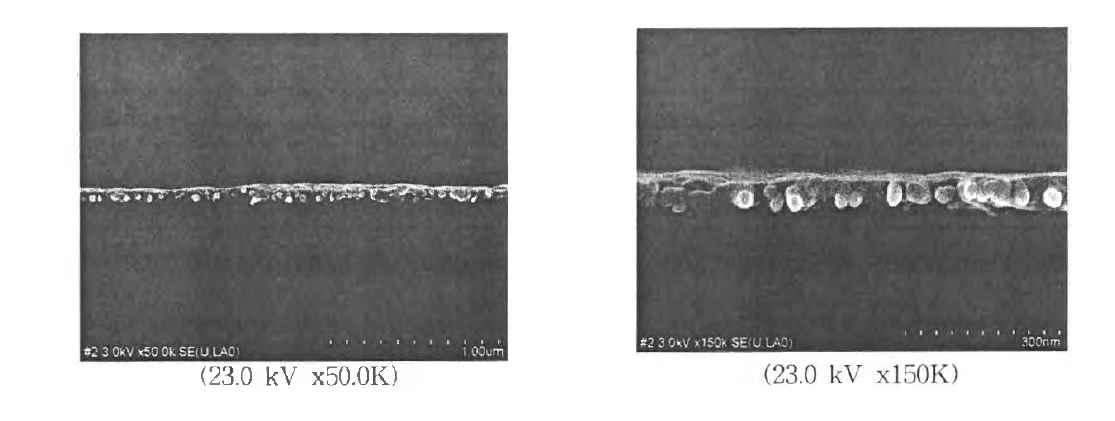 배율 別 전도성 고분자 박막 FESEM 이미지