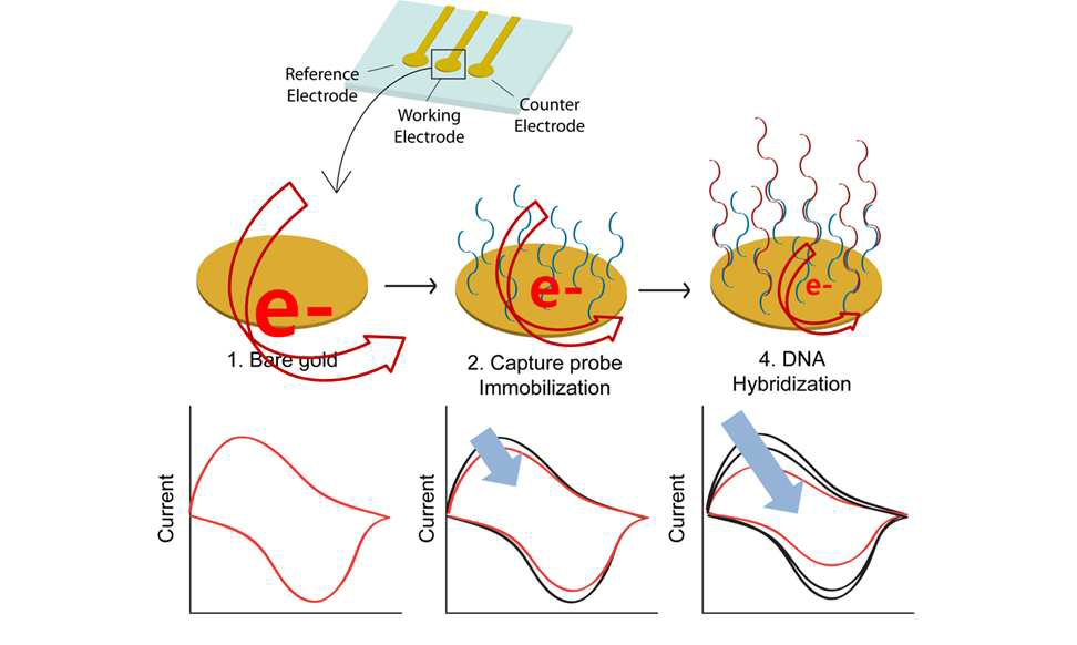 전기화학적 분석법을 이용한 유전자 검출 메카니즘
