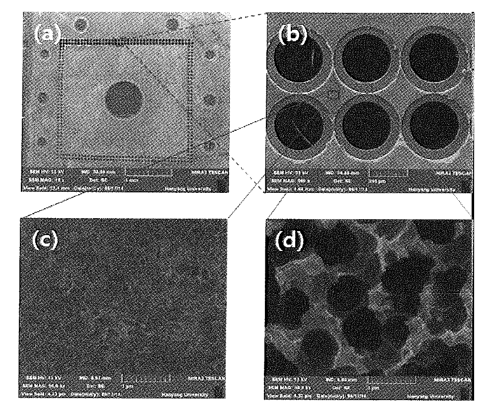 Protective drop-eating 법올 이용해 제작된 CNT-coated Cu-PI test socket의 SEM 분석