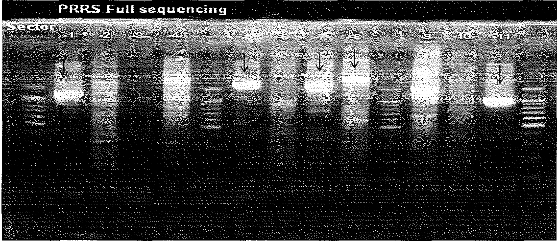 반응산물은 1% agarose gel 상에서 전기영동 한 뒤 ethidium bromide로 염색하여 PCR Product band를 확인하였으며 증폭된 각각의 유전자 크기는 DNA Ladder를 같이 전기영동 함으로써 확인
