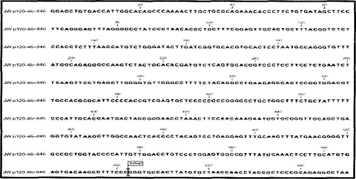 PRRS F1F~ F1R로 확인된 PCR Product 1203b.p의 염기서열분석결과
