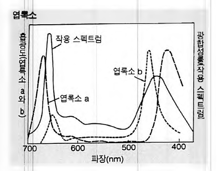 엽록소 a와 b의 흡수 스펙트럼과 식물잎의 광합성 작용 스펙트럼