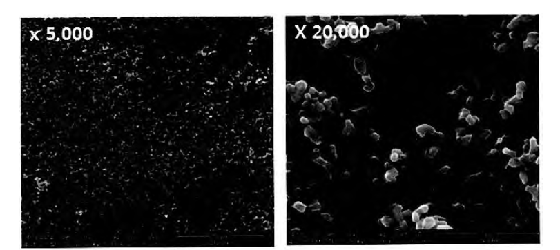 시판중인 세라믹 코팅 전지의 극판 SEM 사진