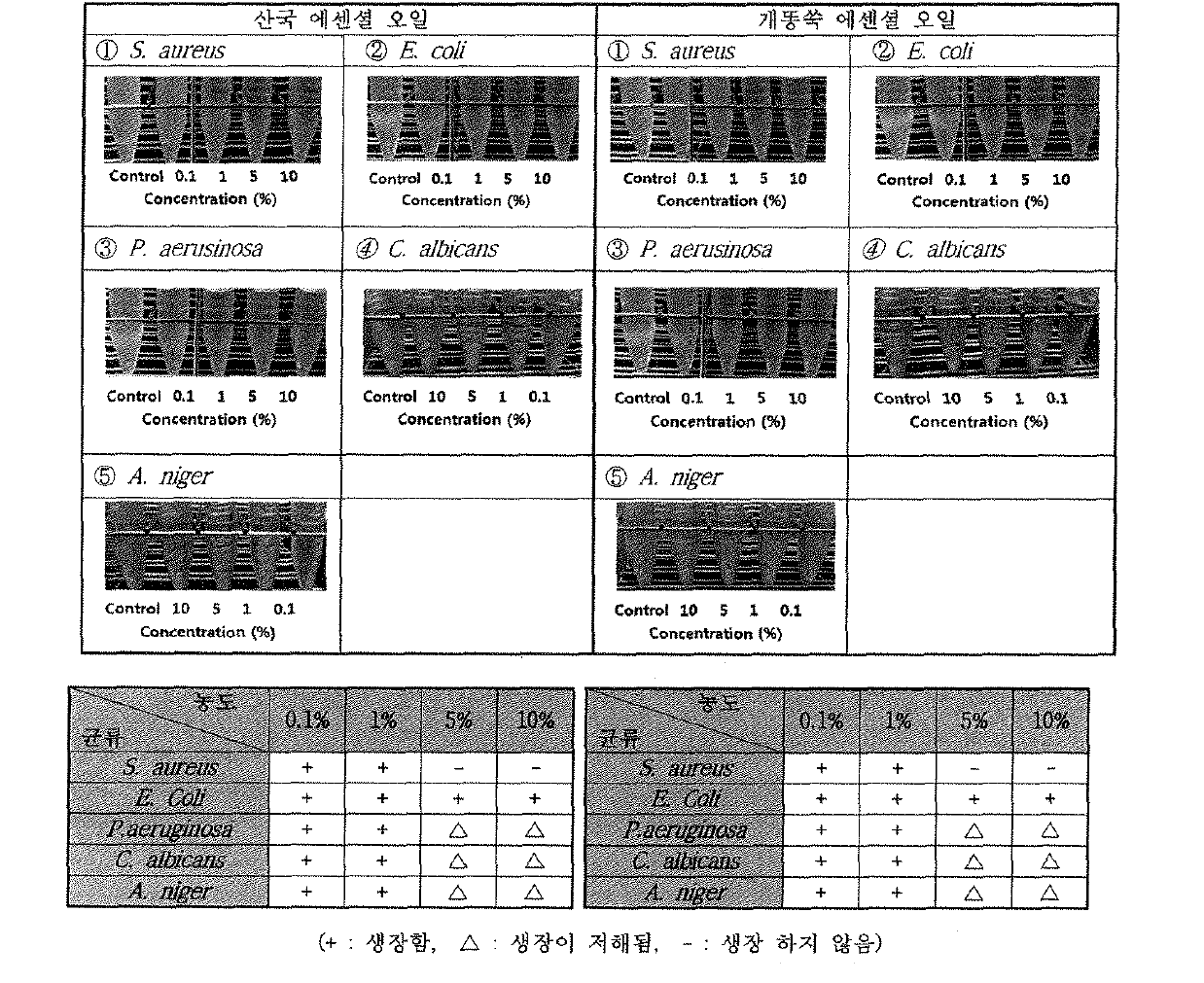 산국,개똥쑥 에센셜 오일의 MIC 실험