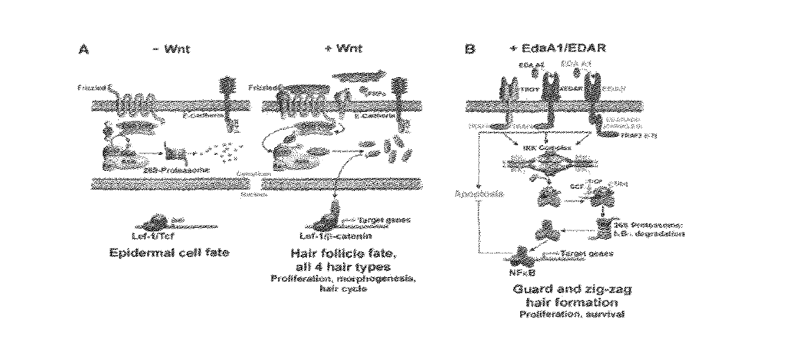 모발성장에서의 WNT- b-catenin 신호전달 체계