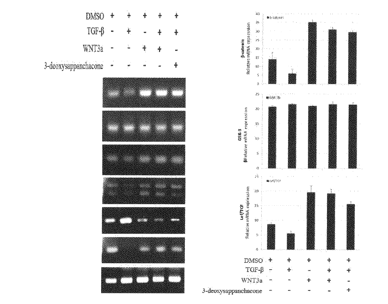 3- 데욕시사판칼콘(3-deoxysappaanchalcone)의 모두유 세포 성장조절 mRNA의 발현 효과
