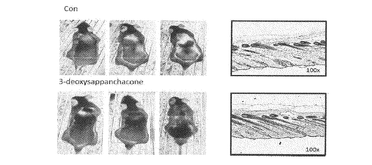 3- 데옥시사판칼콘(3-deoxysappanchalcone)의 모두유세포 성장 촉진