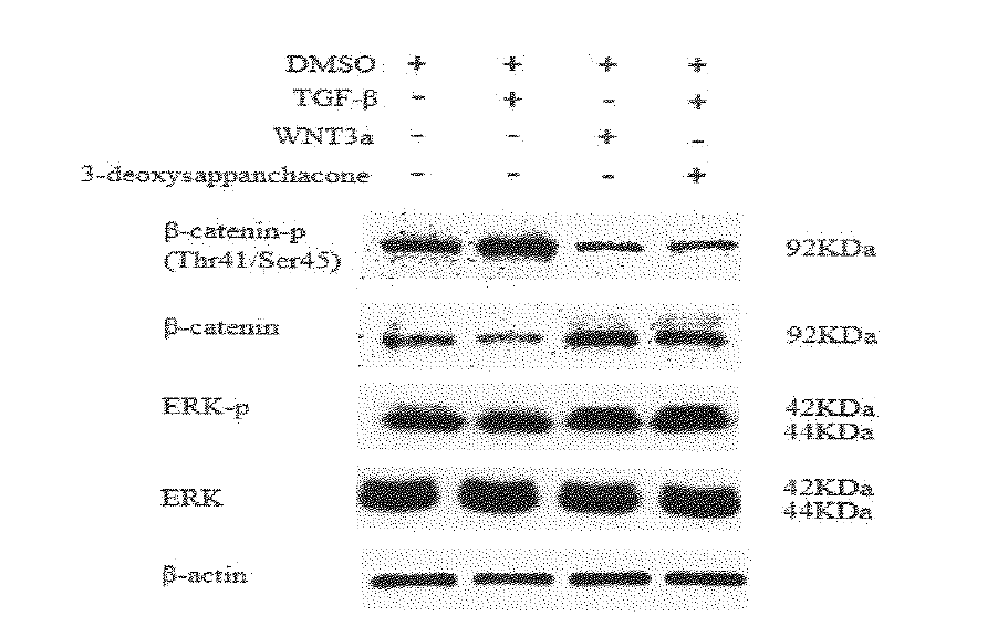 3 -데욕시사판칼콘(S- deoxysappanchalcone)의 HHDFP 세포의 주요 단백질 발현